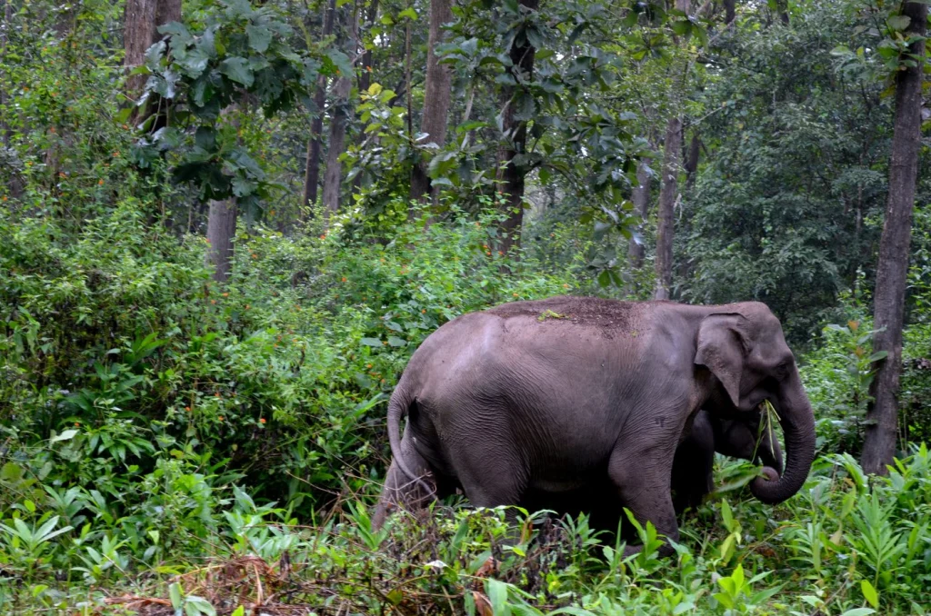 Wildlife safari experiences