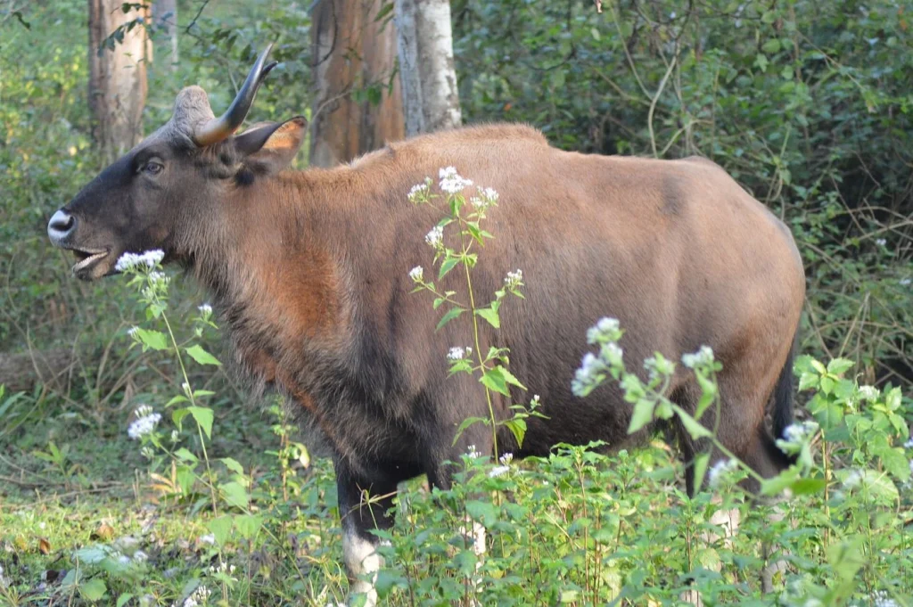 Tholpetty Wildlife Sanctuary